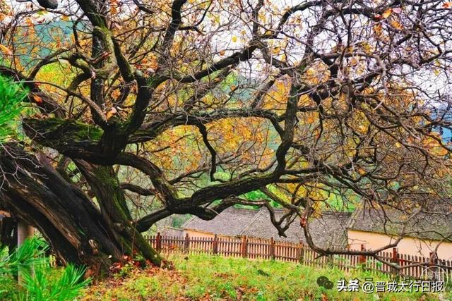 刷屏了！晋城“新顶流”！