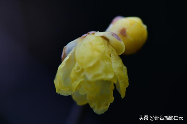 达活泉公园腊梅（美图）