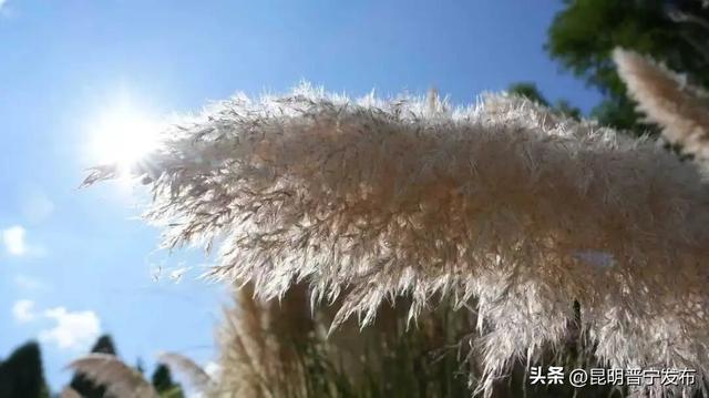 快来打卡！这片芦苇荡藏着晋宁最美的秋日