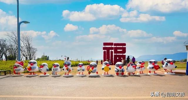 超详细攻略!在昆明官渡,与鸥共舞,六种玩法开启冬日漫游!