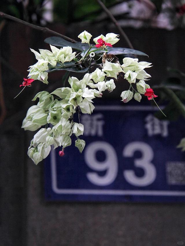 泉州一老街，有一株“龙吐珠”开成花墙，看到的人都直呼“太美”