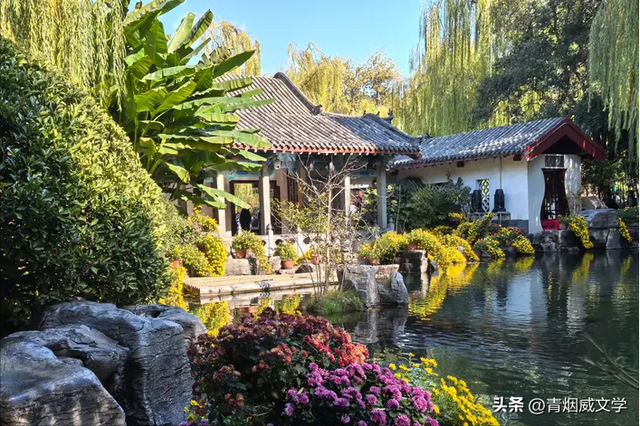 趵突菊韵 锦绣泉城