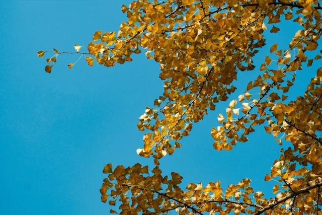 银杏黄了，太阳暖了，武侯在等你