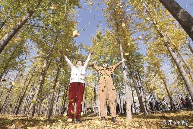 美在邯郸丨曲周县千亩银杏林迎来最佳观赏季——千蝶化作一城金