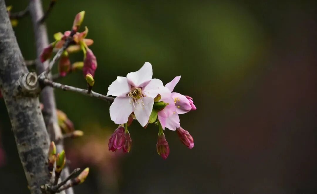 春日限定！阜阳这里的花开了，随手一拍都是壁纸