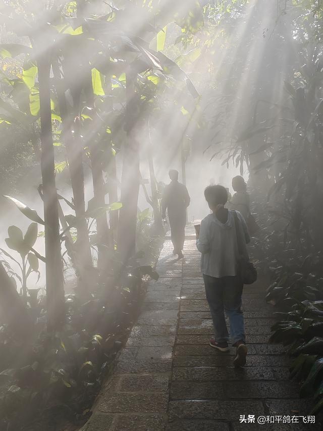 厦门植物园：邂逅自然的绮梦