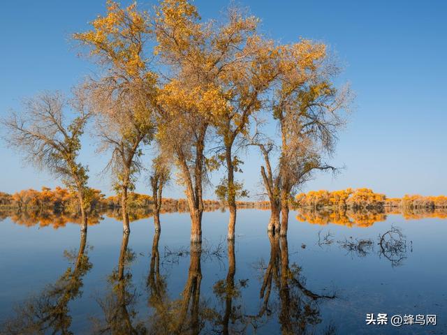 南疆寻秋--富士GFX100 II刻画南疆的雪山、沙漠与胡杨