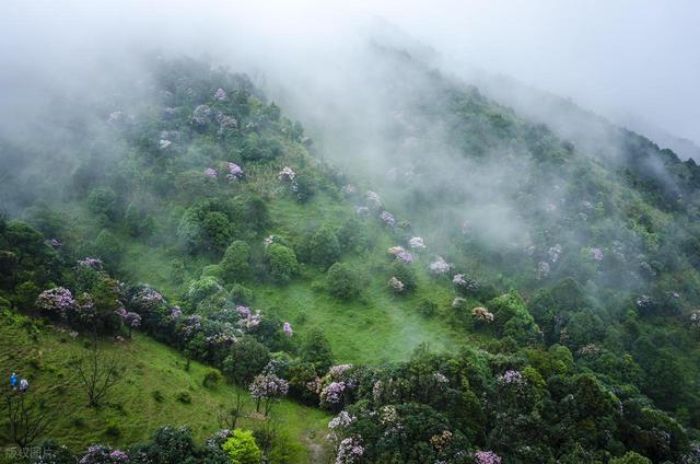 3-5月赏花季，9个优质赏花目的地，应季花海正鲜艳
