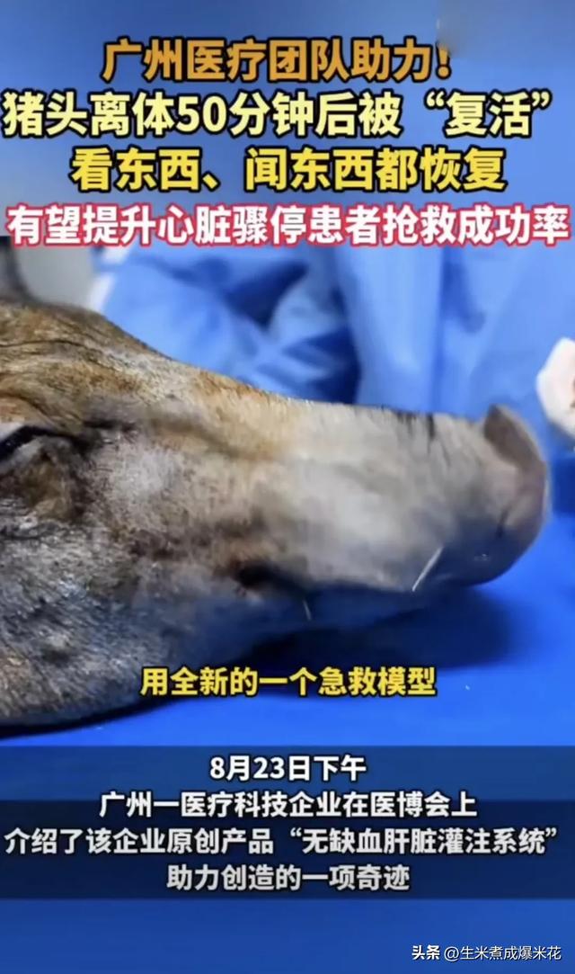 震撼突破！中国科学家让“死亡”猪脑重生：50分钟缺血后复活