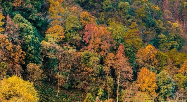 皖美秋日｜【石台深秋】一半是晒秋烟火，一半是山水诗意