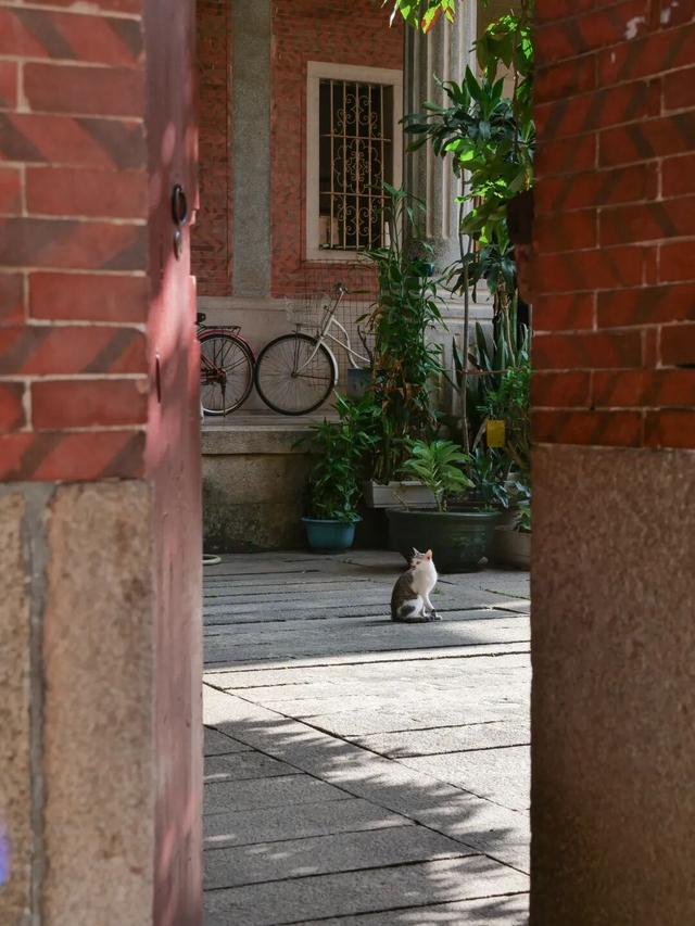 这10条人文小巷，藏着泉州古城Citywalk的精华！赶紧收藏！