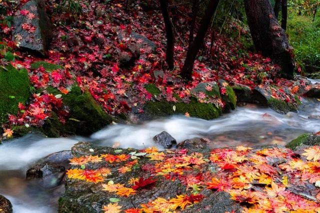 抱犊崮入选山东金秋醉美红叶观赏地