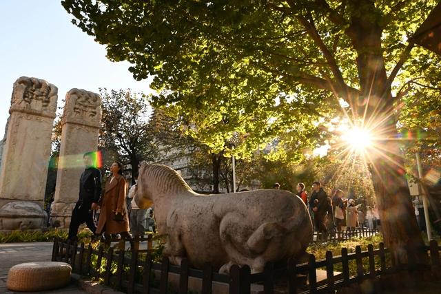 博物馆秋之旅 | 银杏映古塔，北京石刻艺术博物馆邀您秋日限定打卡