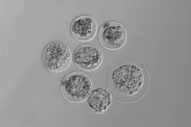 小鼠胚胎首次在太空中生长图片