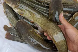 菜市场最脏的10种淡水鱼，你吃过几种？（上）图片