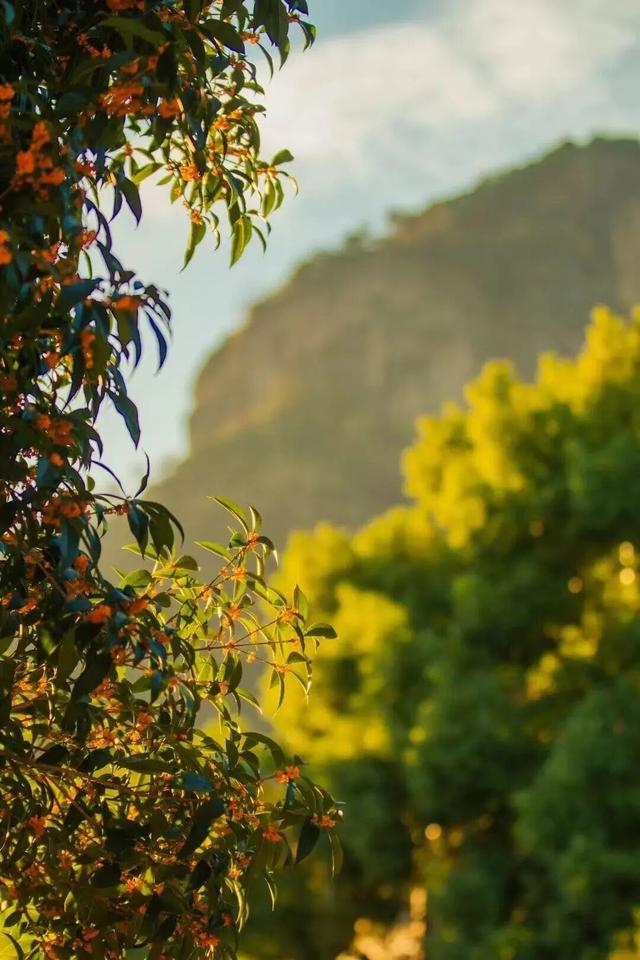 想和你在武夷山，赴一场秋色之约