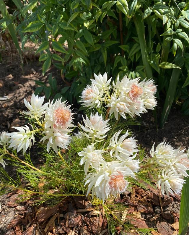 新晋“网红”植物—新娘花，美如其名，冬春两季绽放，阳台也能养