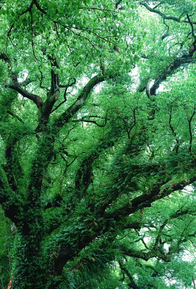 浙南山水：神仙居云端漫步，古堰画乡烟火气息，缙云仙都诗意之旅