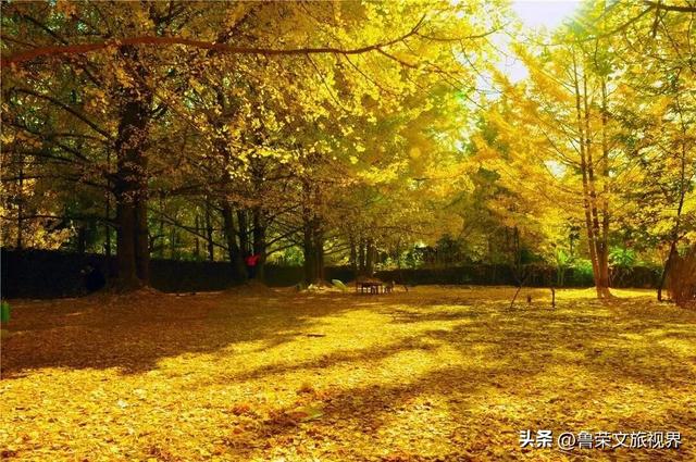 南方四境藏金秋：四大银杏秘境的温柔时光