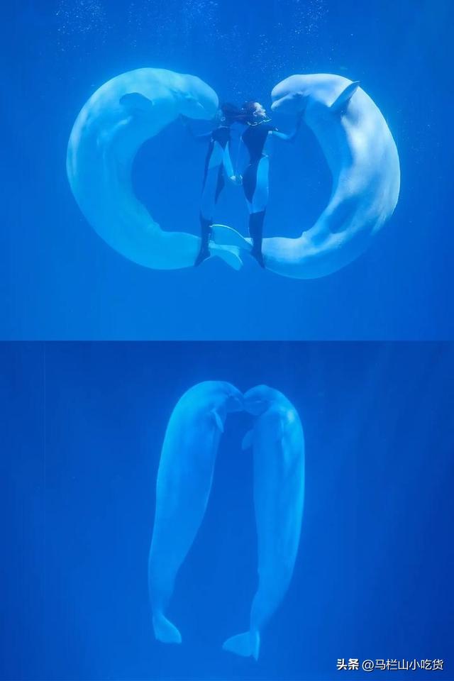 哈尔滨旅游，极地公园 | 超全打卡攻略！