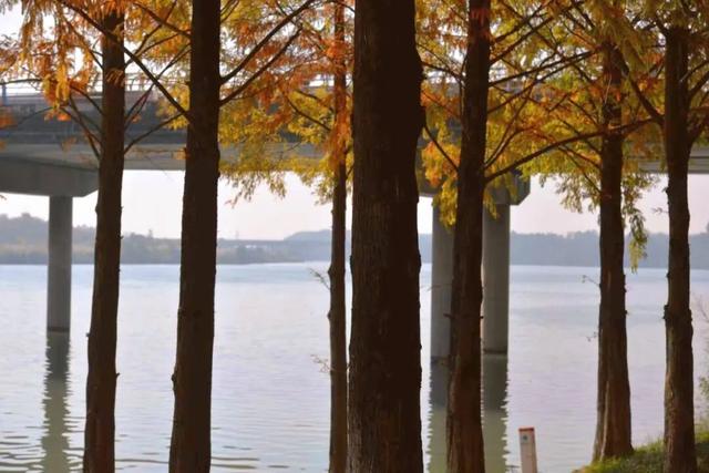 好多人都去了！金堂这个地方最近很火！