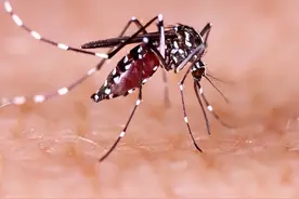 原来蚊子的最大克星不是蚊香？其实驱蚊很简单，整晚开窗都不怕图片