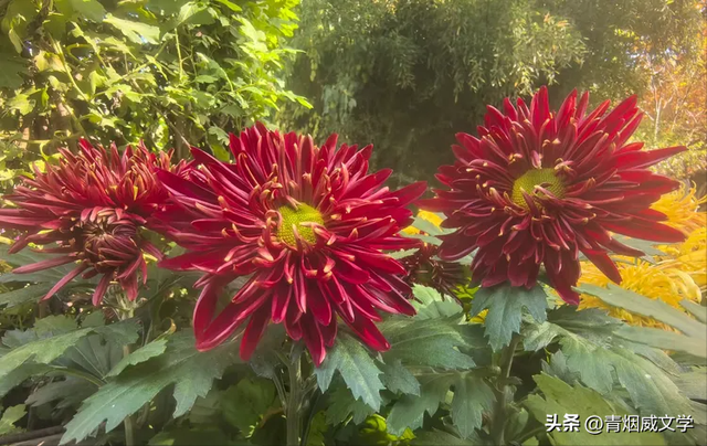 趵突菊韵 锦绣泉城