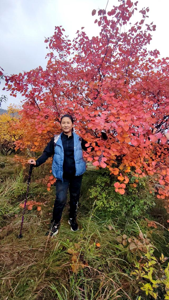 雾锁风挡山，红叶引客来