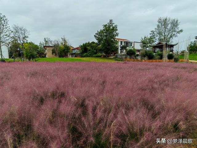 湖北：国庆节网红打卡地 云梦花开十月紫黛草韵染秋色