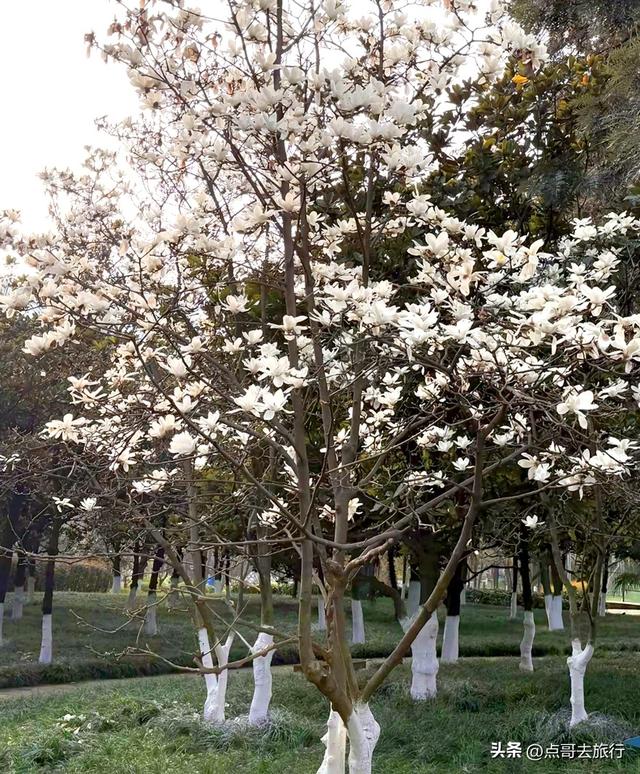 成都市区最美玉兰花开了，寺庙公园惊艳的美，这3处都不要门票！