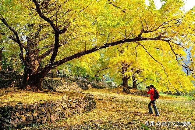 南方四境藏金秋：四大银杏秘境的温柔时光