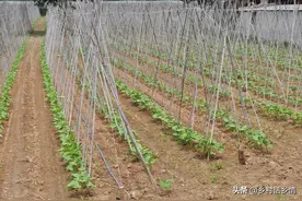 豆角高产六大要点和技巧，实用方法，掌握了豆角年年长得好结的多图片