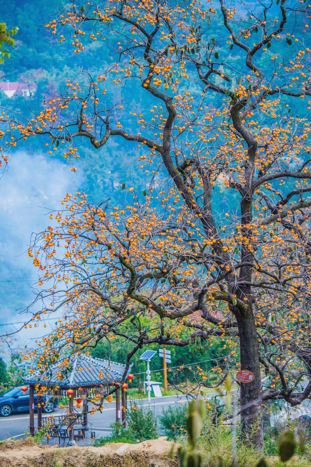 文化中国行 | 立冬：冬日安暖，好“柿”连连