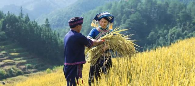 在连山，如何让一片梯田重获新生
