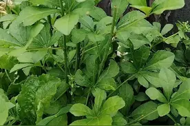 挖到宝！带刺"杂草"竟是人参"近亲"，五加皮炒蛋能吃到舔盘？图片