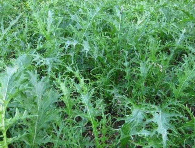 8种寒露过后适合种植的瓜果蔬菜，盆栽、地栽都能种，种有几种？
