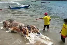 马来海滩发现不明生物尸体，日本渔船也曾网到过，怀疑是“恐龙”图片