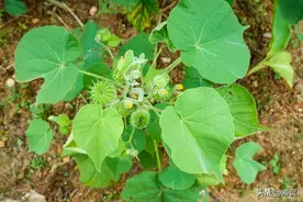 苘麻全身都是宝图片