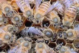 蜜蜂失去蜂王，蜂群会乱飞吗？如何解决蜂群失王状态呢！图片