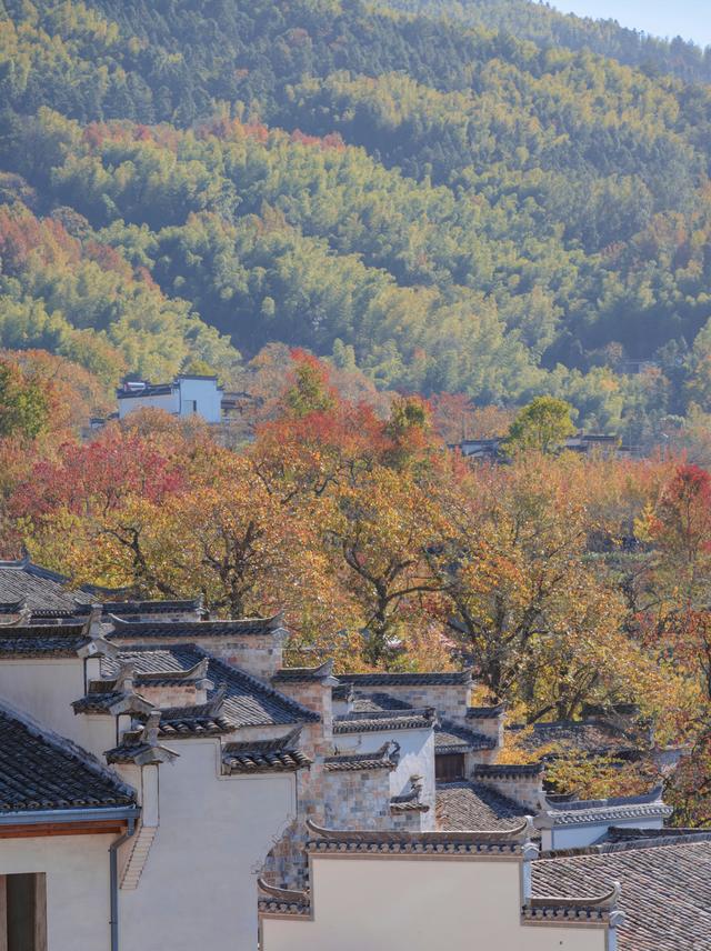 乌桕红、稻田黄、白墙黛瓦：塔川，光看图已醉！