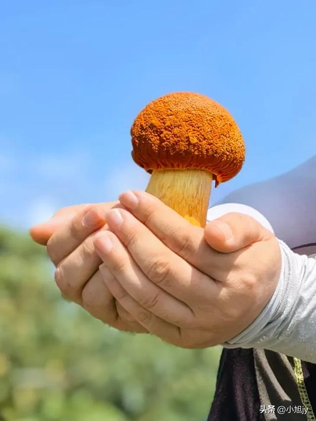 两次本溪南岭徒步记｜高山草甸，湖池松林，我被南岭种草