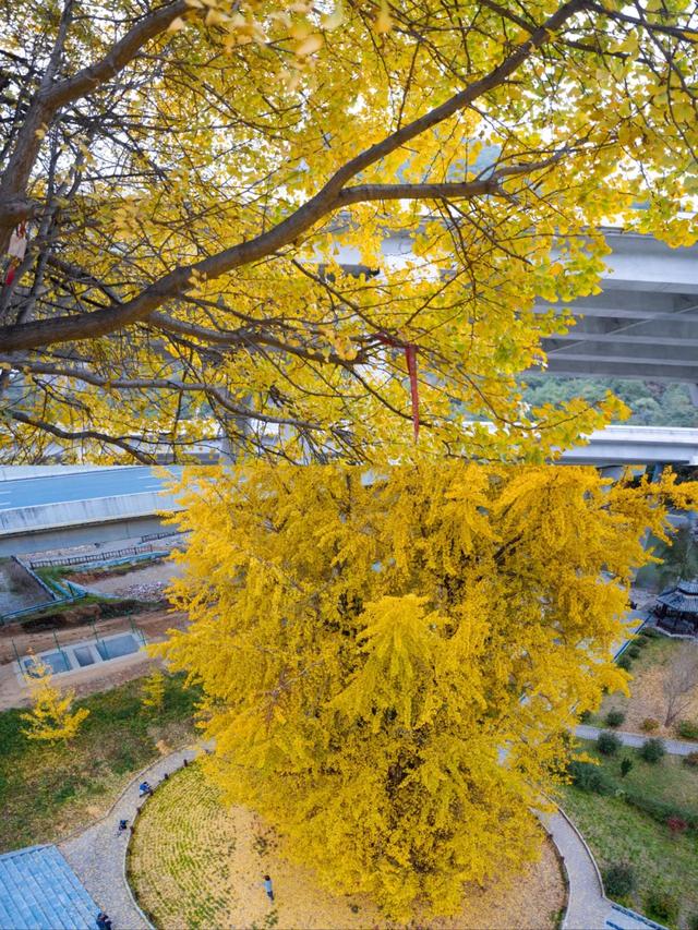 赏秋正当时!自驾来汉中,赴一场秋日视觉盛宴~