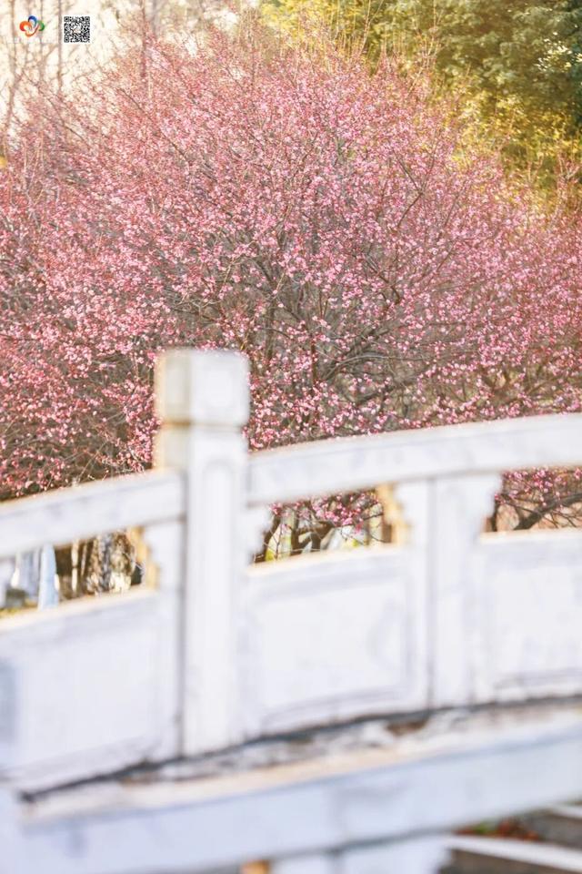 第十届武汉园博园花灯会将于1月28日正式启幕，持续至3月22日，横跨小年、春节、元宵、龙抬头四大新春节点