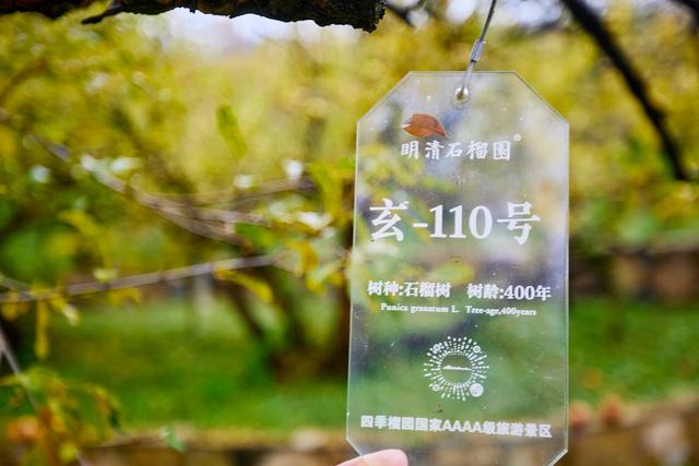 安徽淮北有一座明清石榴园，红了整整几百年，在这里品味百年榴韵