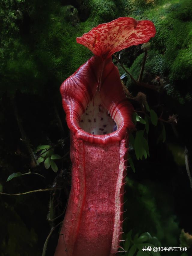 厦门植物园：邂逅自然的绮梦