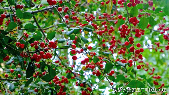 秋色烂漫，果趣正浓民防公园的“秋日小精灵”上线啦