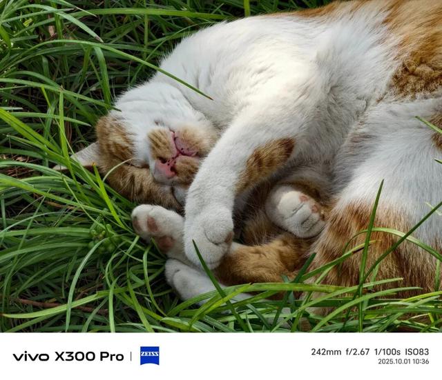 vivo X300系列评测：同级巅峰影像 出片易如反掌