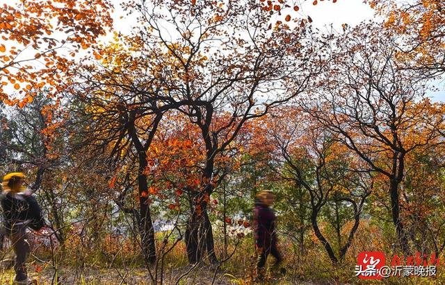组图丨临沂：漫山红叶美成诗 快来打卡“限定份”浪漫