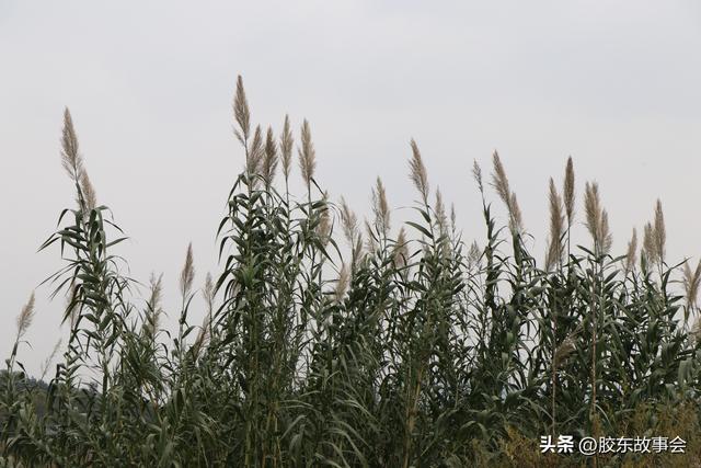 组图：牟平玉林店镇尺坎村掠影，河畔风光有特色，村里还有寿星