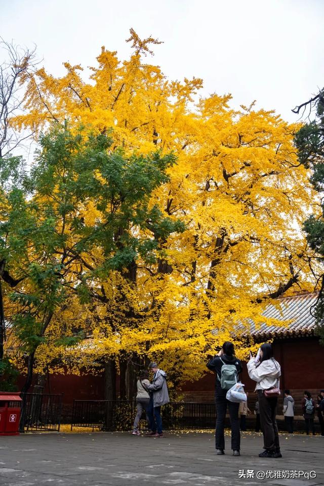 不卷秋景卷冬景！三孔景区的银杏，藏着最治愈的金黄秘境